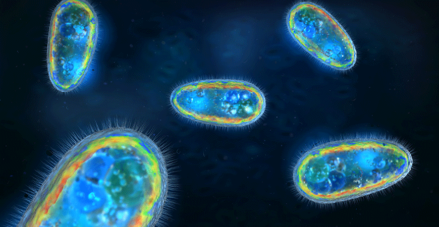 Microscopic image of protein filaments