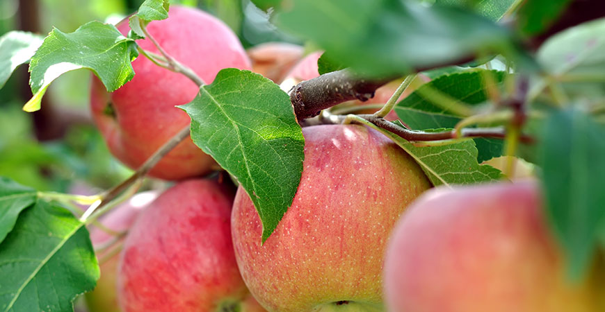 Apples ready for harvest