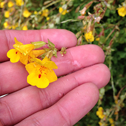 A close-up of the cut-leaf monkey flower, the focus of Professor Jason Sexton's resurrection study.