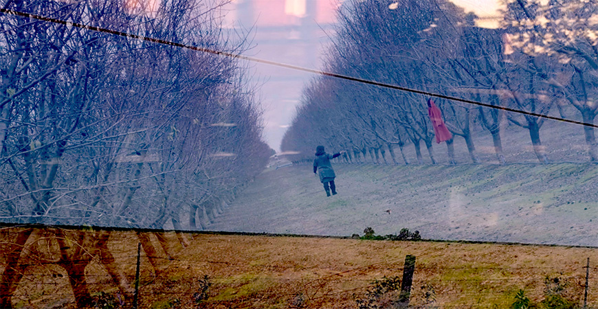 Person walking through orchard of barren trees