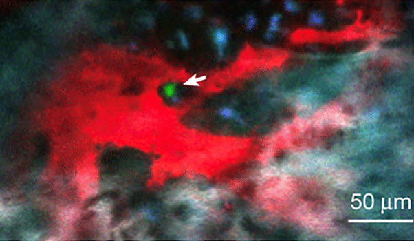 Stem cell image 50 micrometres