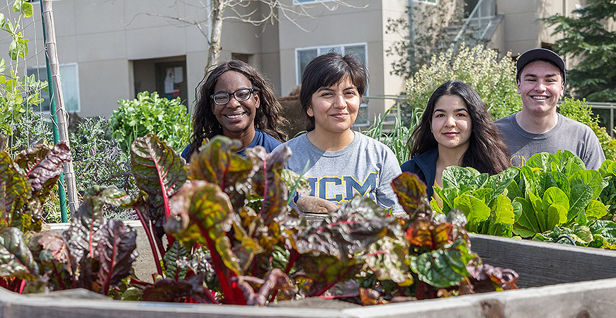 Students tend the UC Merced Campus Community Garden.