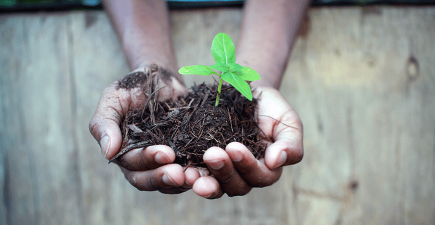 Hands holding mulch with a green sprout