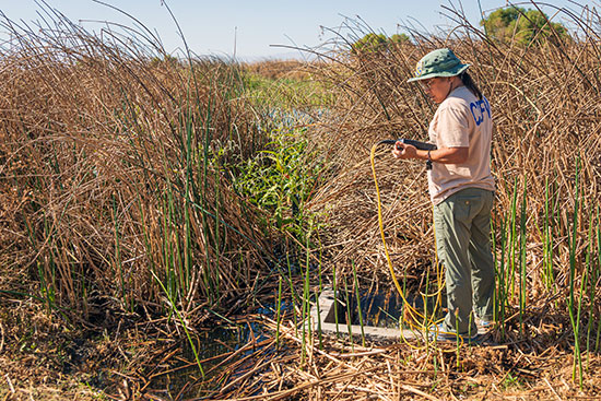 Student standing by tall weeds using a device to measure water quality