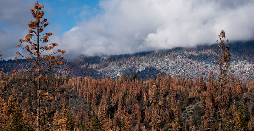 A forest of brown and yellow trees affected by California drought
