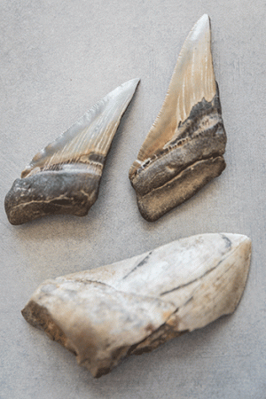 Three fossilized megalodon teeth on a blank surface