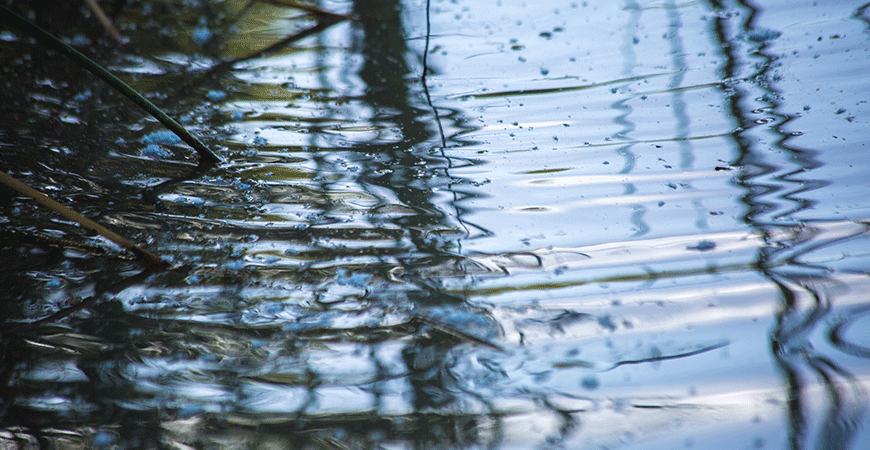 Raindrops falling into a surface of water